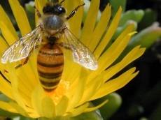 Características de las Abejas.