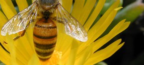 Características de las Abejas.
