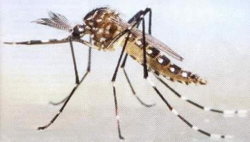 Característica del Dengue.