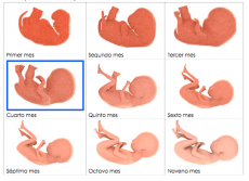 Primer mes de embarazo. Etapas del embarazo