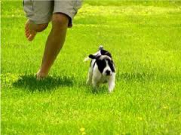 Cómo cansar a tu perro en poco tiempo