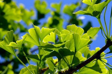 Consejos para limpiar las plantas