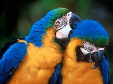 Cuidos y mantenimientos para nuestros loros.