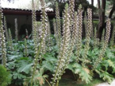 Acanthus