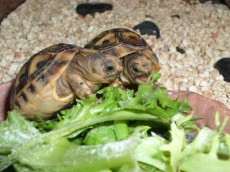 Características de la tortuga.